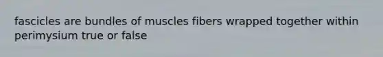 fascicles are bundles of muscles fibers wrapped together within perimysium true or false