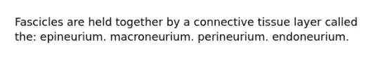 Fascicles are held together by a connective tissue layer called the: epineurium. macroneurium. perineurium. endoneurium.