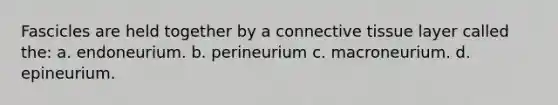 Fascicles are held together by a connective tissue layer called the: a. endoneurium. b. perineurium c. macroneurium. d. epineurium.