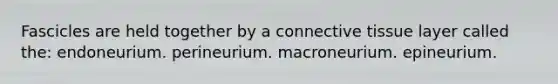 Fascicles are held together by a connective tissue layer called the: endoneurium. perineurium. macroneurium. epineurium.