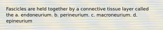 Fascicles are held together by a connective tissue layer called the a. endoneurium. b. perineurium. c. macroneurium. d. epineurium