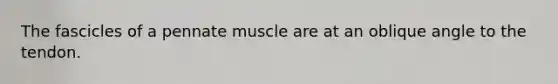 The fascicles of a pennate muscle are at an oblique angle to the tendon.