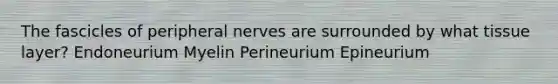 The fascicles of peripheral nerves are surrounded by what tissue layer? Endoneurium Myelin Perineurium Epineurium