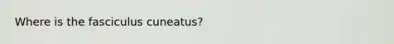 Where is the fasciculus cuneatus?