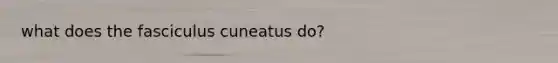 what does the fasciculus cuneatus do?