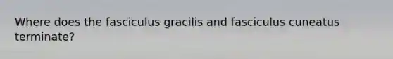 Where does the fasciculus gracilis and fasciculus cuneatus terminate?