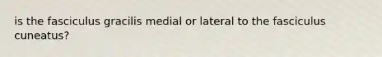 is the fasciculus gracilis medial or lateral to the fasciculus cuneatus?