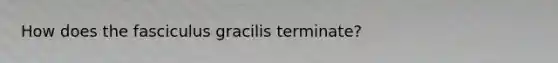 How does the fasciculus gracilis terminate?