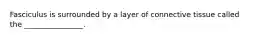 Fasciculus is surrounded by a layer of connective tissue called the ________________.