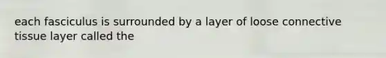 each fasciculus is surrounded by a layer of loose connective tissue layer called the