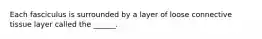 Each fasciculus is surrounded by a layer of loose connective tissue layer called the ______.