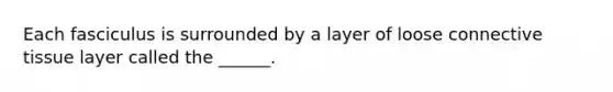 Each fasciculus is surrounded by a layer of loose connective tissue layer called the ______.