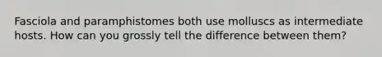 Fasciola and paramphistomes both use molluscs as intermediate hosts. How can you grossly tell the difference between them?