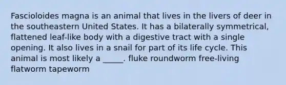 Fascioloides magna is an animal that lives in the livers of deer in the southeastern United States. It has a bilaterally symmetrical, flattened leaf-like body with a digestive tract with a single opening. It also lives in a snail for part of its life cycle. This animal is most likely a _____. fluke roundworm free-living flatworm tapeworm