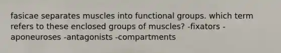 fasicae separates muscles into functional groups. which term refers to these enclosed groups of muscles? -fixators -aponeuroses -antagonists -compartments