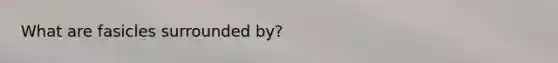 What are fasicles surrounded by?