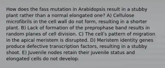 How does the fass mutation in Arabidopsis result in a stubby plant rather than a normal elongated one? A) Cellulose microfibrils in the cell wall do not form, resulting in a shorter plant. B) Lack of formation of the preprophase band results in random planes of cell division. C) The cellʹs pattern of migration in the apical meristem is disrupted. D) Meristem identity genes produce defective transcription factors, resulting in a stubby shoot. E) Juvenile nodes retain their juvenile status and elongated cells do not develop.