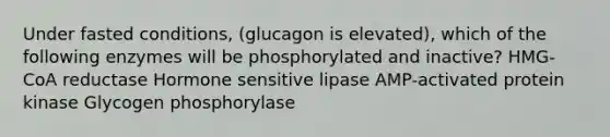 Under fasted conditions, (glucagon is elevated), which of the following enzymes will be phosphorylated and inactive? HMG-CoA reductase Hormone sensitive lipase AMP-activated protein kinase Glycogen phosphorylase