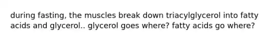 during fasting, the muscles break down triacylglycerol into fatty acids and glycerol.. glycerol goes where? fatty acids go where?