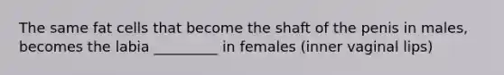 The same fat cells that become the shaft of the penis in males, becomes the labia _________ in females (inner vaginal lips)