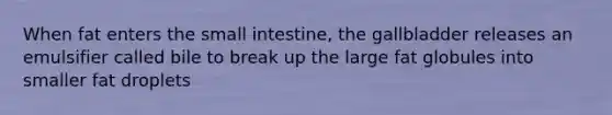 When fat enters the small intestine, the gallbladder releases an emulsifier called bile to break up the large fat globules into smaller fat droplets