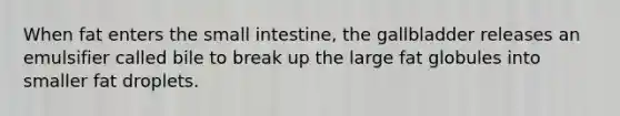 When fat enters the small intestine, the gallbladder releases an emulsifier called bile to break up the large fat globules into smaller fat droplets.