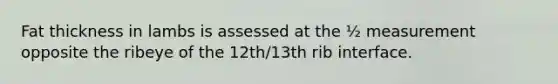 Fat thickness in lambs is assessed at the ½ measurement opposite the ribeye of the 12th/13th rib interface.