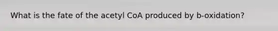 What is the fate of the acetyl CoA produced by b-oxidation?