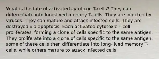 What is the fate of activated cytotoxic T-cells? They can differentiate into long-lived memory T-cells. They are infected by viruses. They can mature and attack infected cells. They are destroyed via apoptosis. Each activated cytotoxic T-cell proliferates, forming a clone of cells specific to the same antigen. They proliferate into a clone of cells specific to the same antigen; some of these cells then differentiate into long-lived memory T-cells, while others mature to attack infected cells.