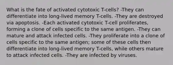 What is the fate of activated cytotoxic T-cells? -They can differentiate into long-lived memory T-cells. -They are destroyed via apoptosis. -Each activated cytotoxic T-cell proliferates, forming a clone of cells specific to the same antigen. -They can mature and attack infected cells. -They proliferate into a clone of cells specific to the same antigen; some of these cells then differentiate into long-lived memory T-cells, while others mature to attack infected cells. -They are infected by viruses.