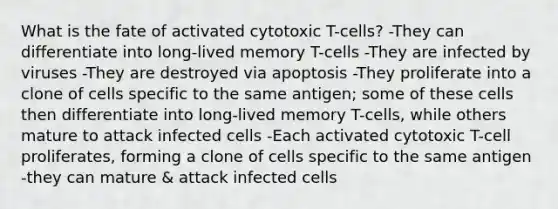 What is the fate of activated cytotoxic T-cells? -They can differentiate into long-lived memory T-cells -They are infected by viruses -They are destroyed via apoptosis -They proliferate into a clone of cells specific to the same antigen; some of these cells then differentiate into long-lived memory T-cells, while others mature to attack infected cells -Each activated cytotoxic T-cell proliferates, forming a clone of cells specific to the same antigen -they can mature & attack infected cells