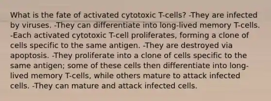 What is the fate of activated cytotoxic T-cells? -They are infected by viruses. -They can differentiate into long-lived memory T-cells. -Each activated cytotoxic T-cell proliferates, forming a clone of cells specific to the same antigen. -They are destroyed via apoptosis. -They proliferate into a clone of cells specific to the same antigen; some of these cells then differentiate into long-lived memory T-cells, while others mature to attack infected cells. -They can mature and attack infected cells.