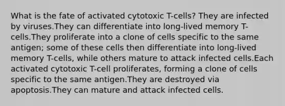 What is the fate of activated cytotoxic T-cells? They are infected by viruses.They can differentiate into long-lived memory T-cells.They proliferate into a clone of cells specific to the same antigen; some of these cells then differentiate into long-lived memory T-cells, while others mature to attack infected cells.Each activated cytotoxic T-cell proliferates, forming a clone of cells specific to the same antigen.They are destroyed via apoptosis.They can mature and attack infected cells.