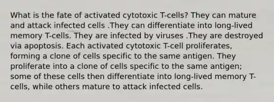 What is the fate of activated cytotoxic T-cells? They can mature and attack infected cells .They can differentiate into long-lived memory T-cells. They are infected by viruses .They are destroyed via apoptosis. Each activated cytotoxic T-cell proliferates, forming a clone of cells specific to the same antigen. They proliferate into a clone of cells specific to the same antigen; some of these cells then differentiate into long-lived memory T-cells, while others mature to attack infected cells.