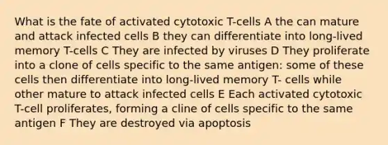 What is the fate of activated cytotoxic T-cells A the can mature and attack infected cells B they can differentiate into long-lived memory T-cells C They are infected by viruses D They proliferate into a clone of cells specific to the same antigen: some of these cells then differentiate into long-lived memory T- cells while other mature to attack infected cells E Each activated cytotoxic T-cell proliferates, forming a cline of cells specific to the same antigen F They are destroyed via apoptosis