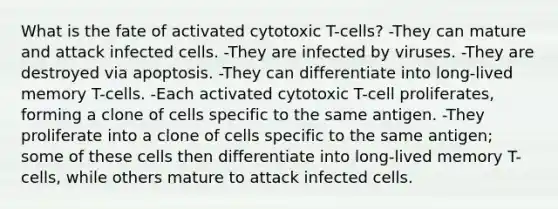 What is the fate of activated cytotoxic T-cells? -They can mature and attack infected cells. -They are infected by viruses. -They are destroyed via apoptosis. -They can differentiate into long-lived memory T-cells. -Each activated cytotoxic T-cell proliferates, forming a clone of cells specific to the same antigen. -They proliferate into a clone of cells specific to the same antigen; some of these cells then differentiate into long-lived memory T-cells, while others mature to attack infected cells.