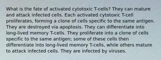 What is the fate of activated cytotoxic T-cells? They can mature and attack infected cells. Each activated cytotoxic T-cell proliferates, forming a clone of cells specific to the same antigen. They are destroyed via apoptosis. They can differentiate into long-lived memory T-cells. They proliferate into a clone of cells specific to the same antigen; some of these cells then differentiate into long-lived memory T-cells, while others mature to attack infected cells. They are infected by viruses.