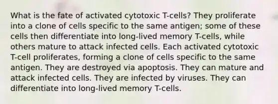 What is the fate of activated cytotoxic T-cells? They proliferate into a clone of cells specific to the same antigen; some of these cells then differentiate into long-lived memory T-cells, while others mature to attack infected cells. Each activated cytotoxic T-cell proliferates, forming a clone of cells specific to the same antigen. They are destroyed via apoptosis. They can mature and attack infected cells. They are infected by viruses. They can differentiate into long-lived memory T-cells.