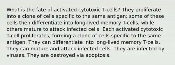 What is the fate of activated cytotoxic T-cells? They proliferate into a clone of cells specific to the same antigen; some of these cells then differentiate into long-lived memory T-cells, while others mature to attack infected cells. Each activated cytotoxic T-cell proliferates, forming a clone of cells specific to the same antigen. They can differentiate into long-lived memory T-cells. They can mature and attack infected cells. They are infected by viruses. They are destroyed via apoptosis.