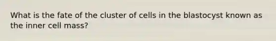 What is the fate of the cluster of cells in the blastocyst known as the inner cell mass?