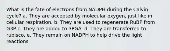 What is the fate of electrons from NADPH during the Calvin cycle? a. ​They are accepted by molecular oxygen, just like in cellular respiration. b. They are used to regenerate RuBP from G3P​ c. They are added to 3PGA.​ d. They are transferred to rubisco.​ e. They remain on NADPH to help drive the light reactions​