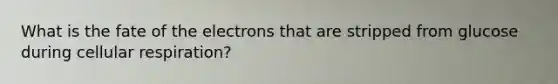 What is the fate of the electrons that are stripped from glucose during cellular respiration?