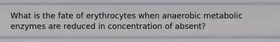 What is the fate of erythrocytes when anaerobic metabolic enzymes are reduced in concentration of absent?