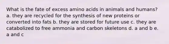 What is the fate of excess amino acids in animals and humans? a. they are recycled for the synthesis of new proteins or converted into fats b. they are stored for future use c. they are catabolized to free ammonia and carbon skeletons d. a and b e. a and c