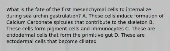 What is the fate of the first mesenchymal cells to internalize during sea urchin gastrulation? A. These cells induce formation of Calcium Carbonate spicules that contribute to the skeleton B. These cells form pigment cells and immunocytes C. These are endodermal cells that form the primitive gut D. These are ectodermal cells that become ciliated