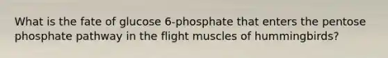 What is the fate of glucose 6-phosphate that enters <a href='https://www.questionai.com/knowledge/kU2OmaBWIM-the-pentose-phosphate-pathway' class='anchor-knowledge'>the pentose phosphate pathway</a> in the flight muscles of hummingbirds?