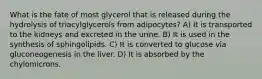 What is the fate of most glycerol that is released during the hydrolysis of triacylglycerols from adipocytes? A) It is transported to the kidneys and excreted in the urine. B) It is used in the synthesis of sphingolipids. C) It is converted to glucose via gluconeogenesis in the liver. D) It is absorbed by the chylomicrons.