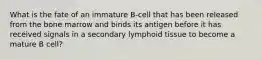 What is the fate of an immature B-cell that has been released from the bone marrow and binds its antigen before it has received signals in a secondary lymphoid tissue to become a mature B cell?