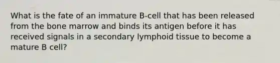 What is the fate of an immature B-cell that has been released from the bone marrow and binds its antigen before it has received signals in a secondary lymphoid tissue to become a mature B cell?