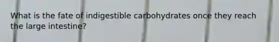 What is the fate of indigestible carbohydrates once they reach the large intestine?